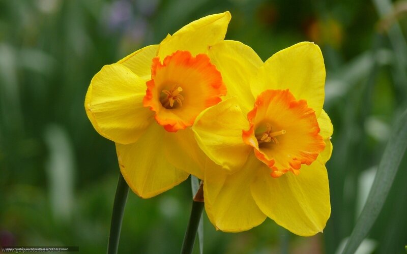 Two yellow daffodils in bloom