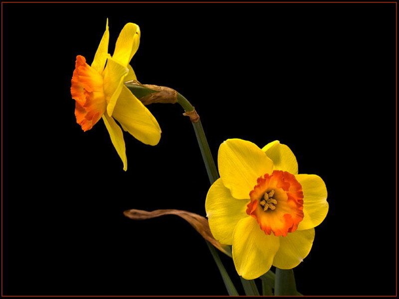 Two yellow daffodils on black