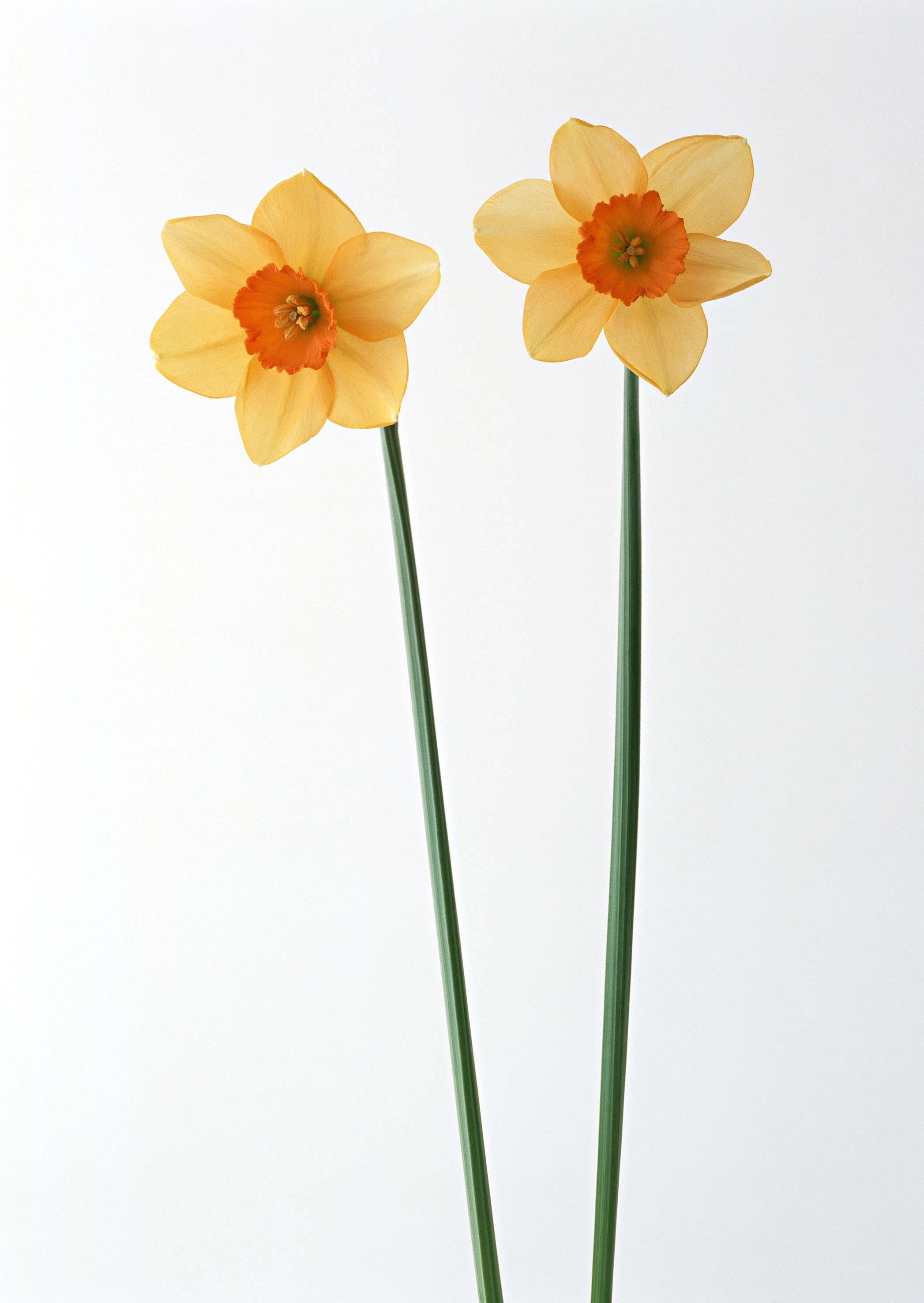 Two yellow daffodils