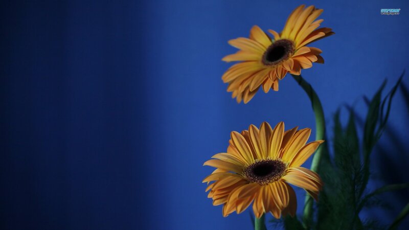 Two Yellow Daisies — Blue