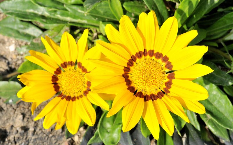 Two Yellow Daisies — Bright, Afternoon