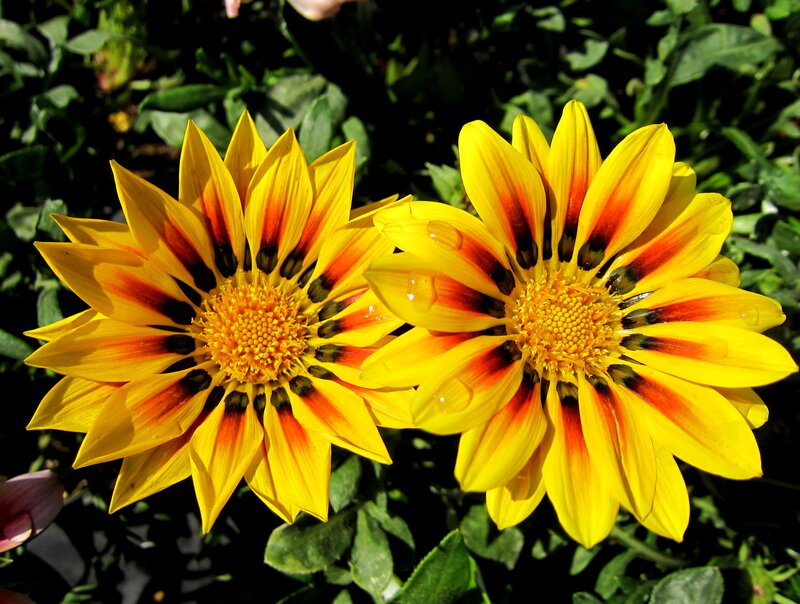 Two Yellow Daisies — Bright
