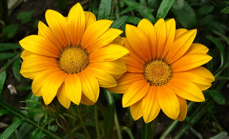 Two Yellow Daisies — Calm, Afternoon, Photograph, Green Leaves