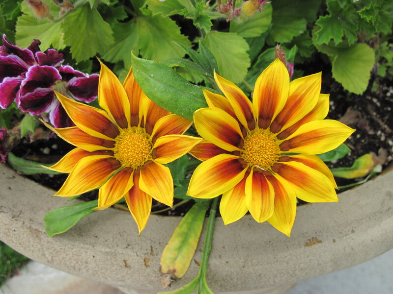 Two Yellow Daisies — Calm, Afternoon, Photograph