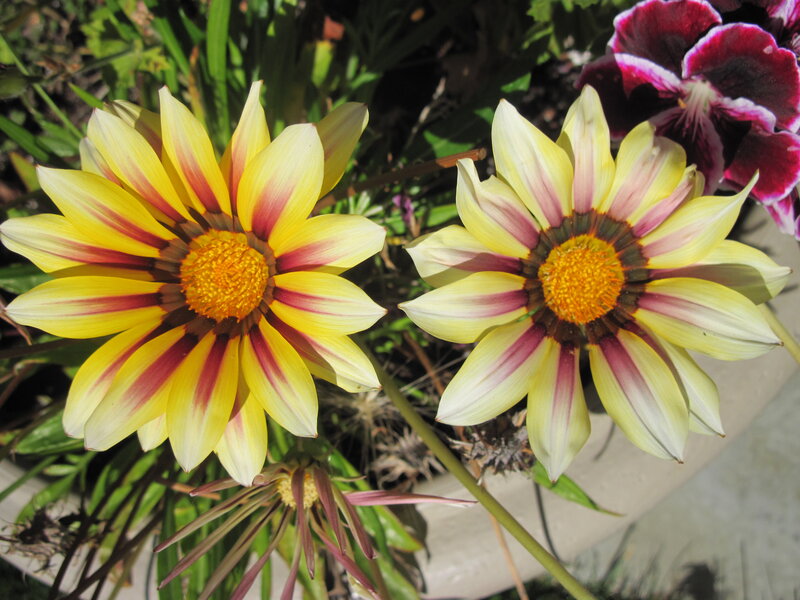 Two Yellow Daisies — Calm, Afternoon
