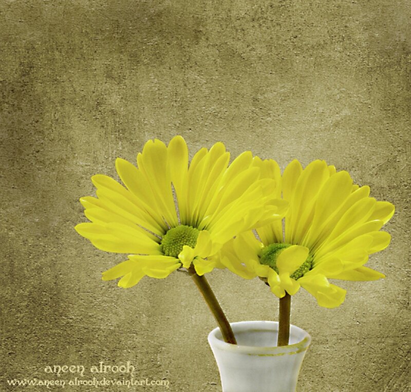 Two Yellow Daisies — Calm, Photograph