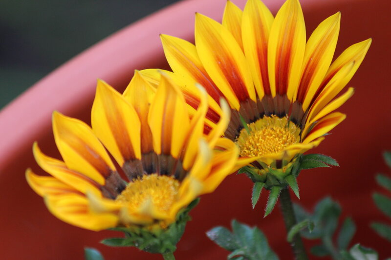 Two Yellow Daisies — Calm