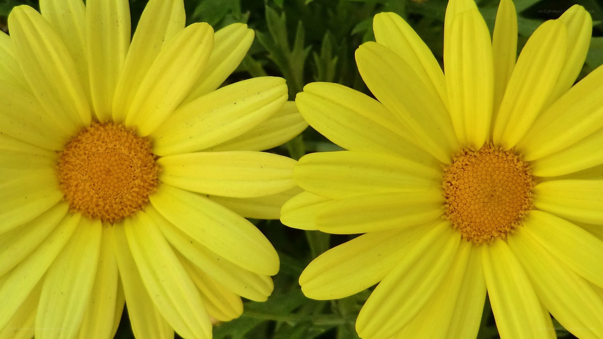 Two yellow daisies in bloom