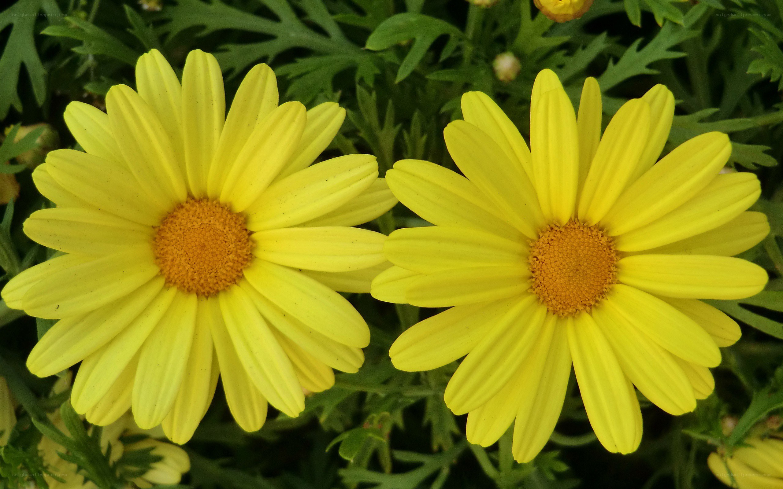 Two yellow daisies in bloom