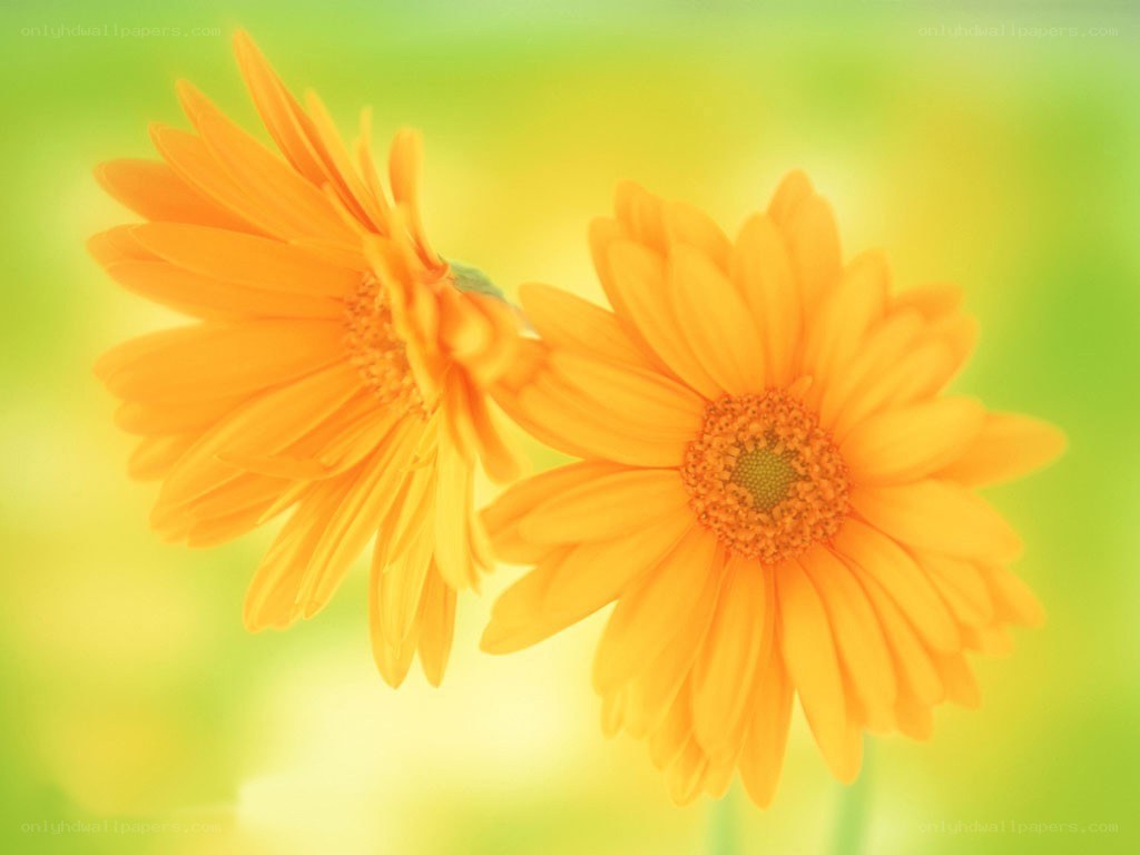 Two yellow daisies in bloom