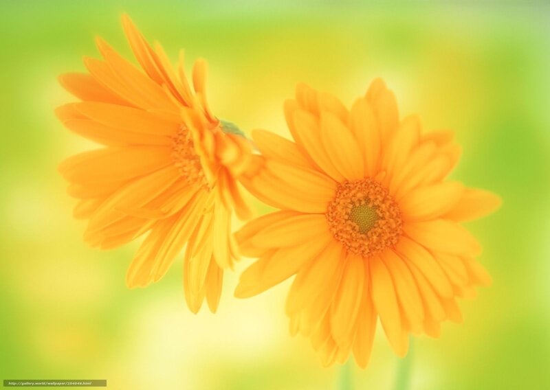 Two yellow daisies in bloom