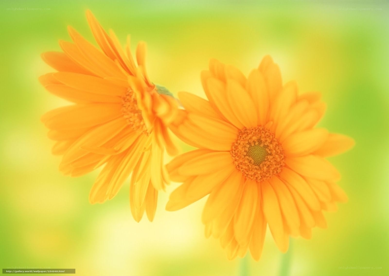 Two yellow daisies in bloom