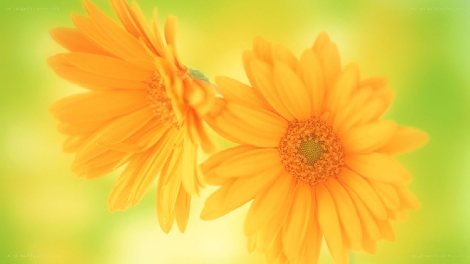 Two yellow daisies in sunlight