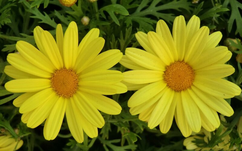 Two Yellow Daisies