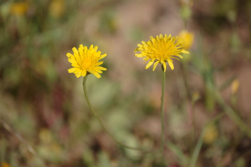 Two Yellow Dandelions