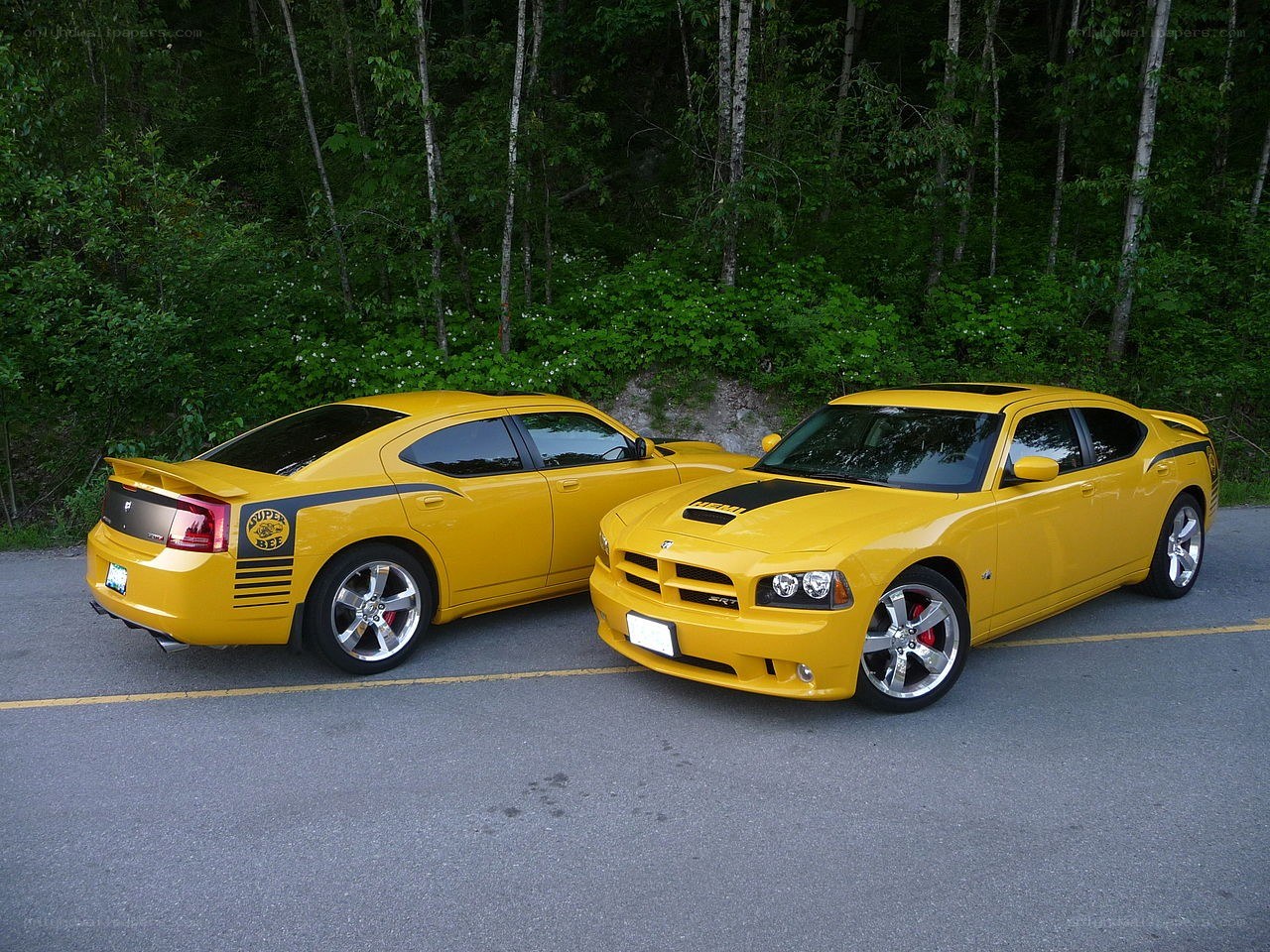 Two yellow Dodge Chargers parked