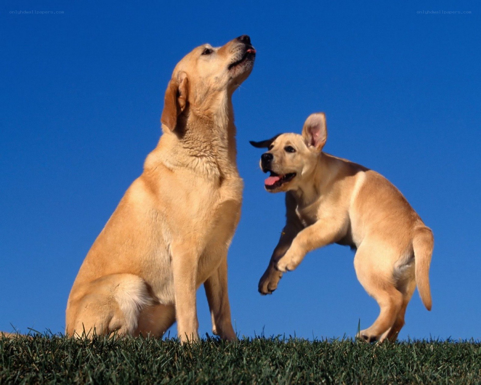 Two yellow dogs on grass
