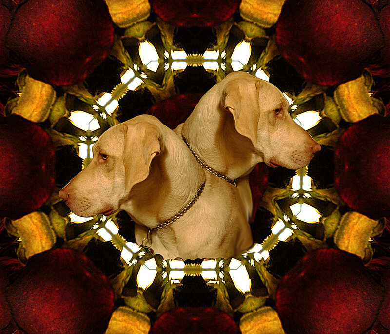 Two Yellow Dogs