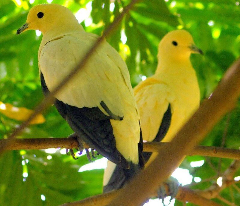 Two yellow doves on a branch