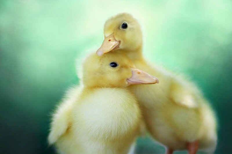 Two Yellow Ducklings — Calm, Photograph, Ducks