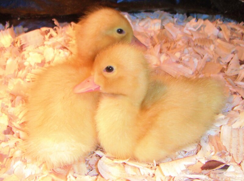Two Yellow Ducklings — Calm, Photograph