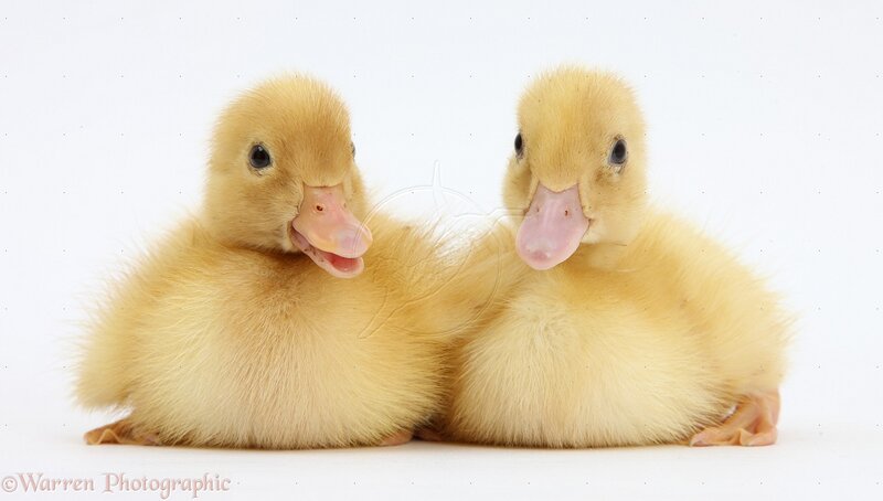 Two Yellow Ducklings — Calm, Photograph, White Background