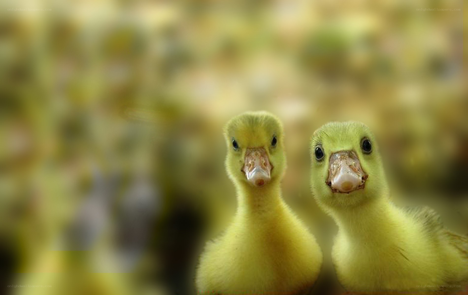 Two yellow ducklings looking at camera