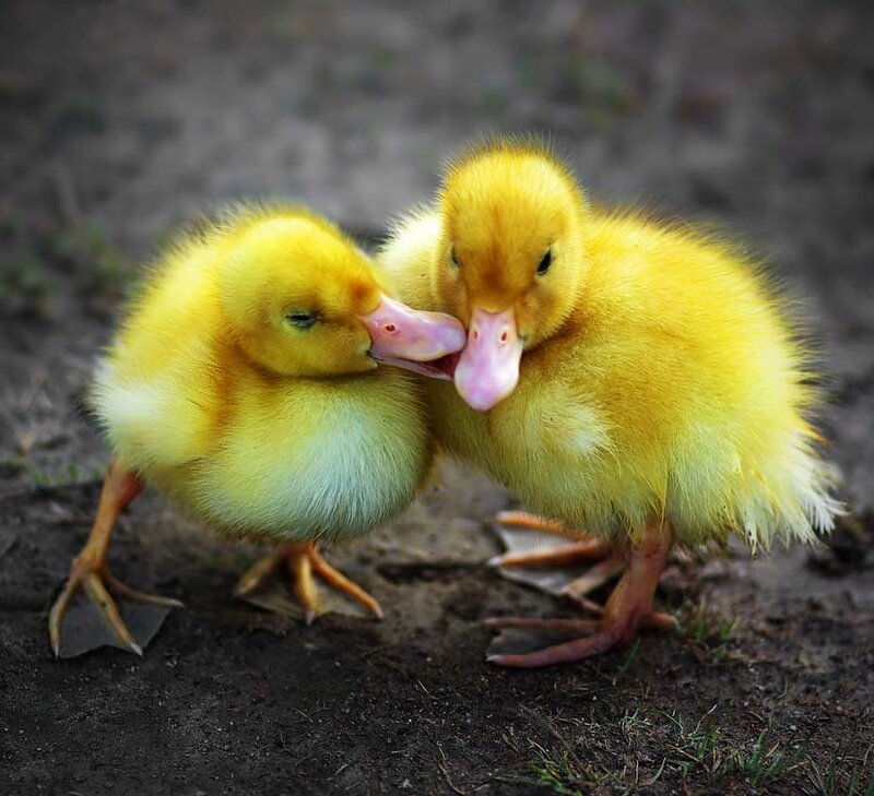 Two Yellow Ducklings — Peaceful, Photograph