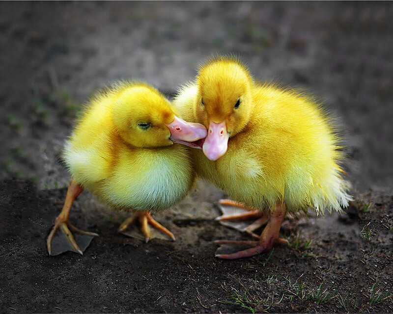 Two Yellow Ducklings — Peaceful