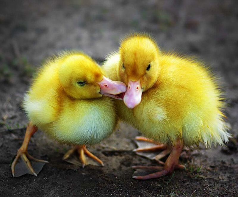 Two Yellow Ducklings — Playful