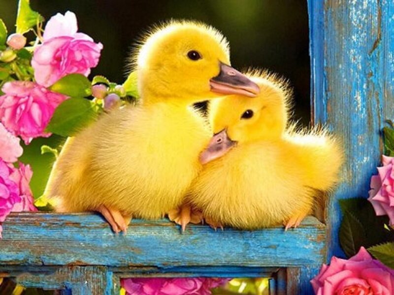 Two Yellow Ducklings — Serene, Afternoon, Photograph