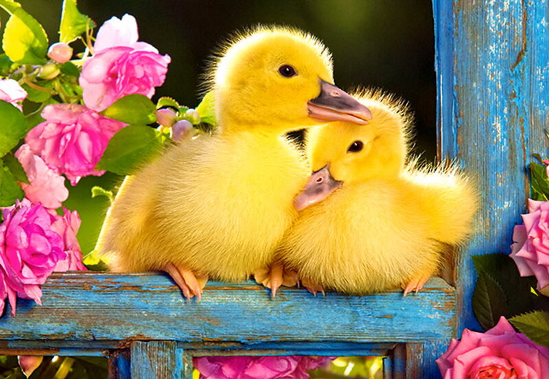 Two Yellow Ducklings — Serene, Afternoon