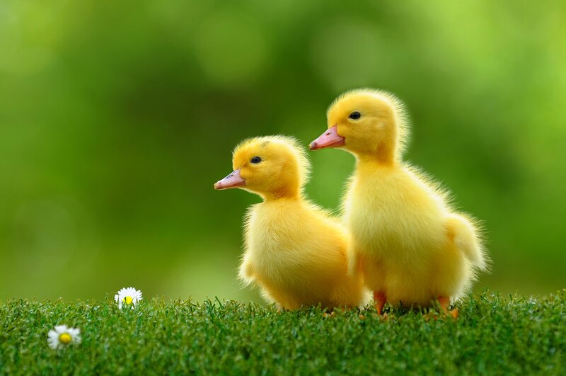 Two Yellow Ducklings — Serene, Spring