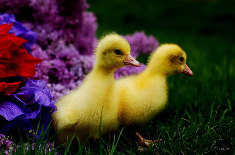 Two Yellow Ducklings — Serene