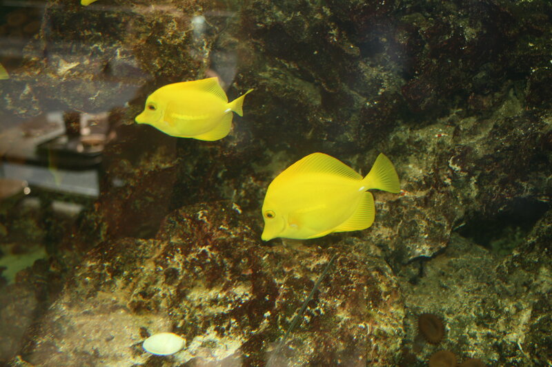 Two Yellow Fish
