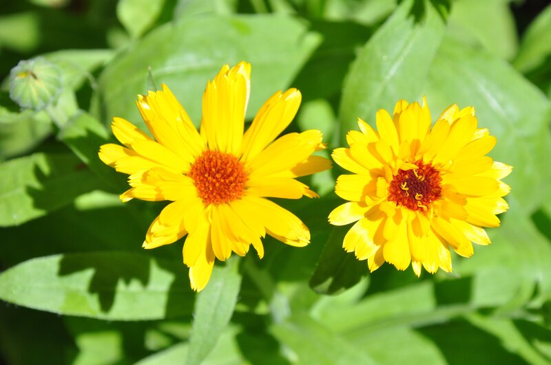 Two Yellow Flowers — Bright