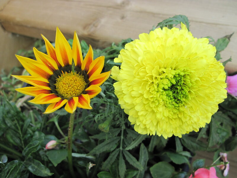 Two Yellow Flowers — Calm, Photograph, Green Leaves