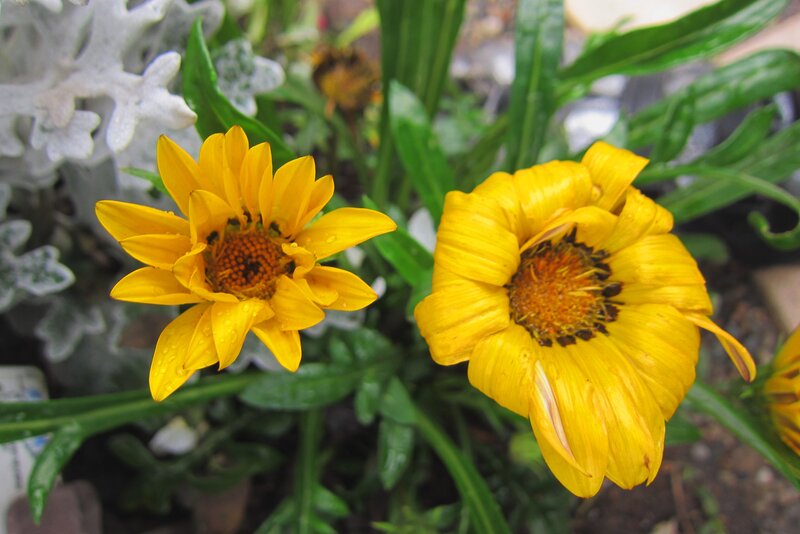 Two Yellow Flowers — Calm, Photograph, Green Leaves, White Plant