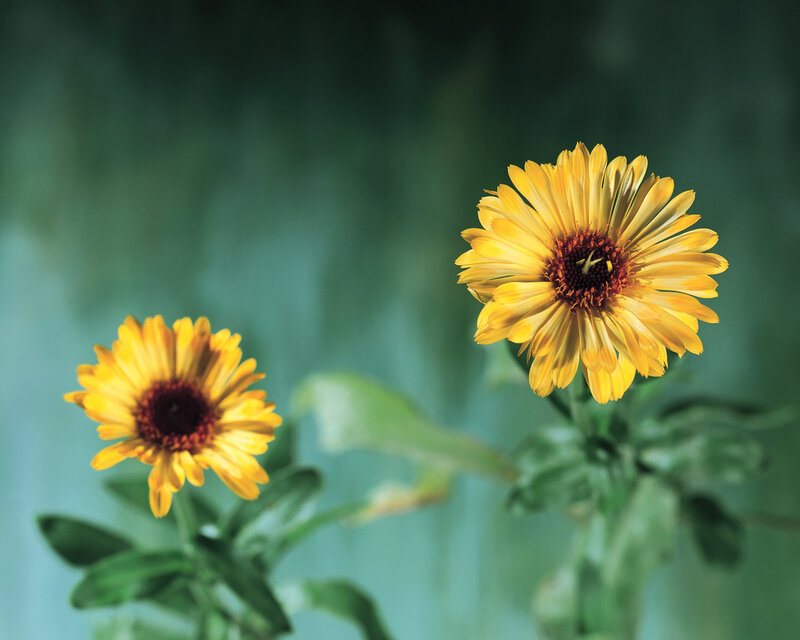 Two Yellow Flowers — Calm, Photograph