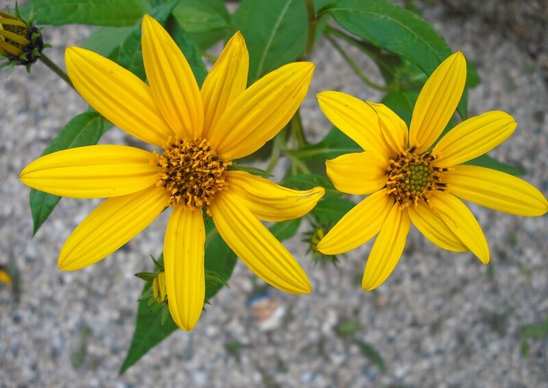 Two Yellow Flowers — Calm, Summer