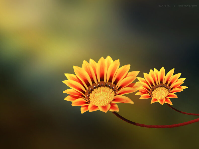 Two Yellow Flowers — Calm