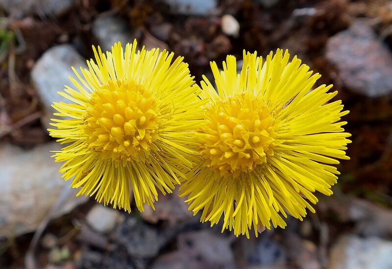 Two Yellow Flowers — Natural, Spring