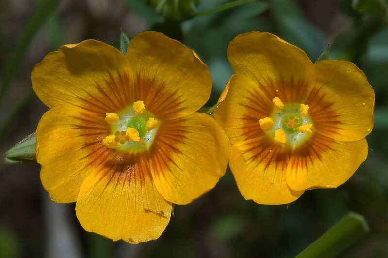 Two Yellow Flowers — Natural