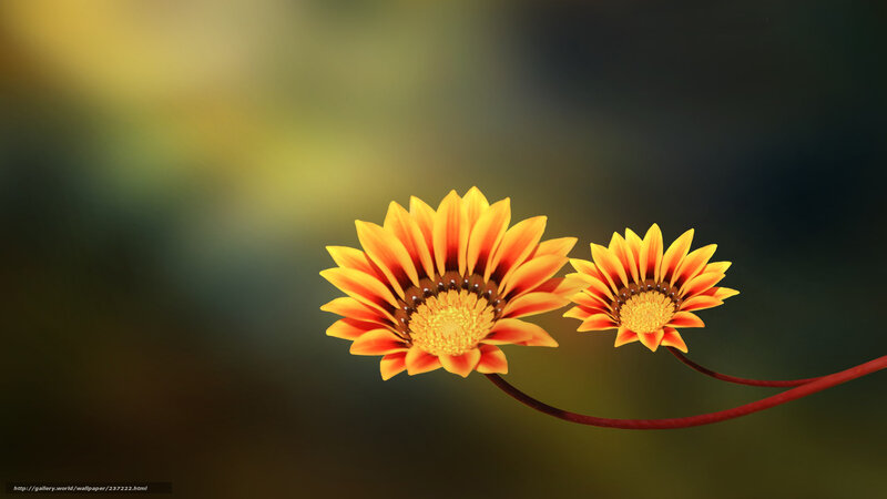Two yellow flowers on a stem