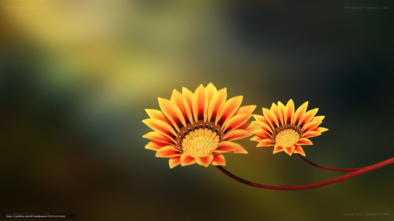 Two yellow flowers on a stem