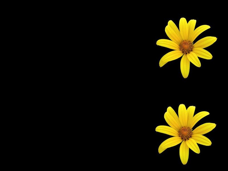 Two yellow flowers on black