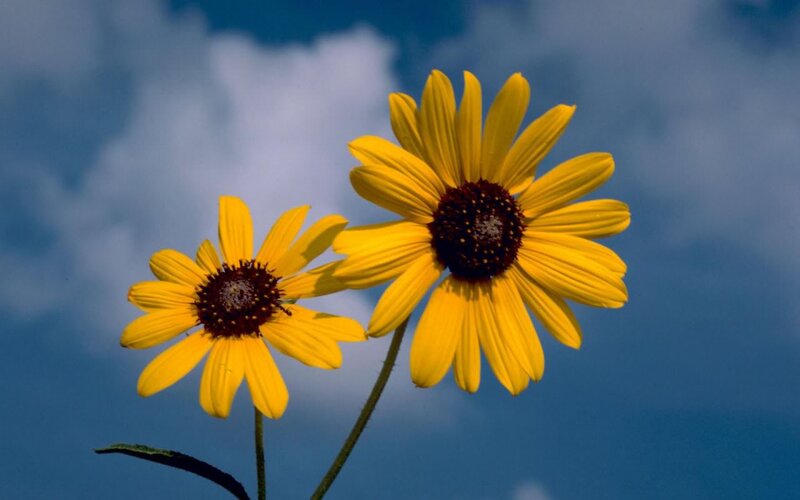 Two Yellow Flowers — Serene, Afternoon