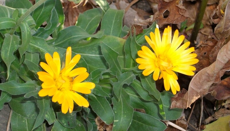 Two Yellow Flowers