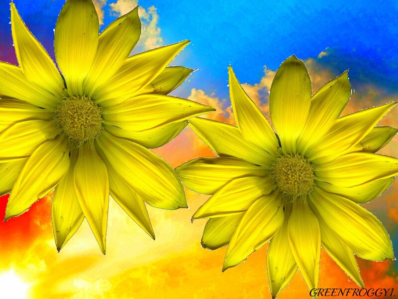 Two Yellow Flowers — Vibrant