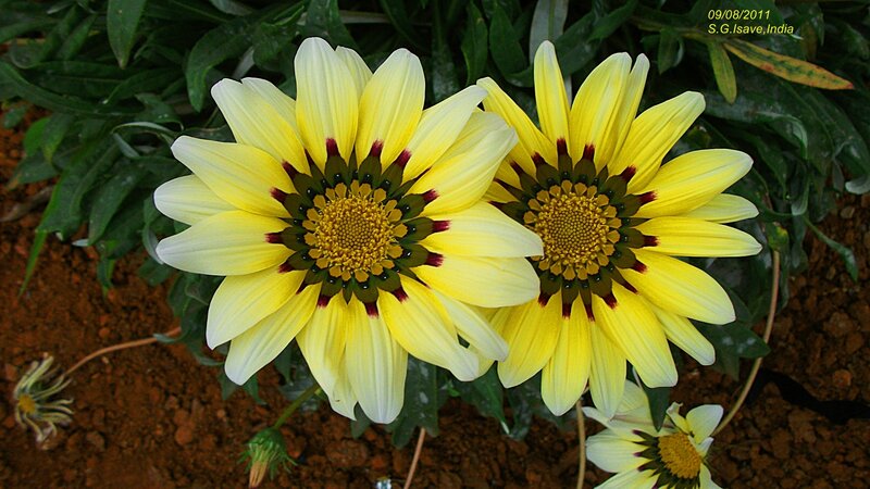 Two Yellow Gazania Flowers
